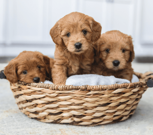 Animal Breeders Animal Breeders