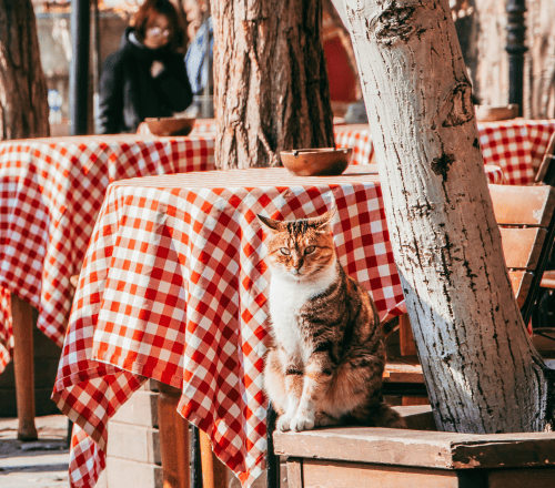Cat cafes Cat cafes