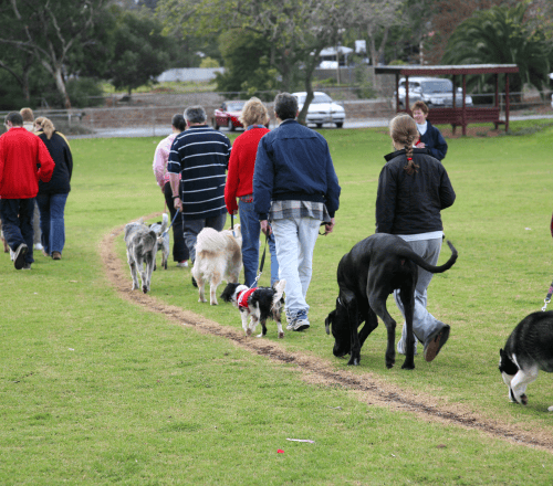 Dog Trainers Dog Trainers