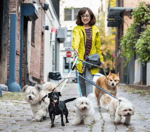 Dog Walkers Dog Walkers