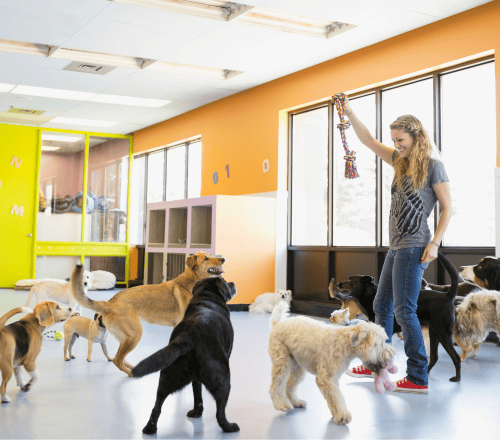 Doggie Daycare Doggie Daycare