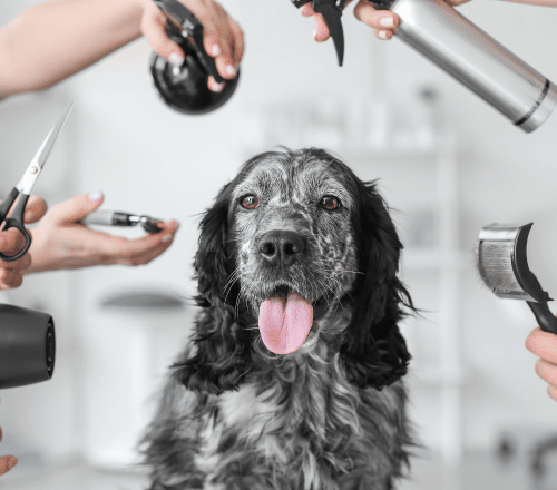Pet Groomers Pet Groomers