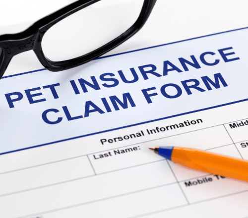 Pet insurance Pet insurance