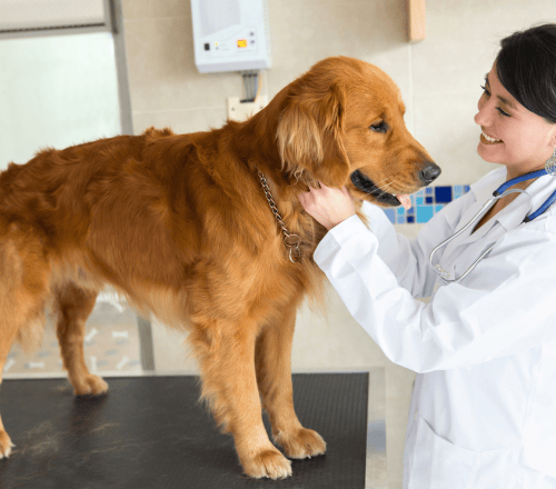 Veterinary Clinic