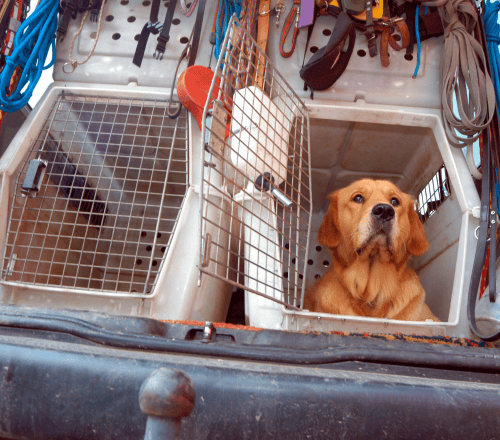 Pet Transport Pet Transport