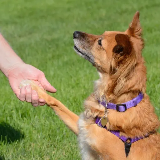 Paw Shake