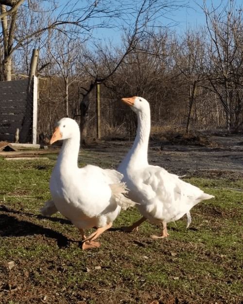 Bumps & Gulliver - Goose-tomer Service Managers