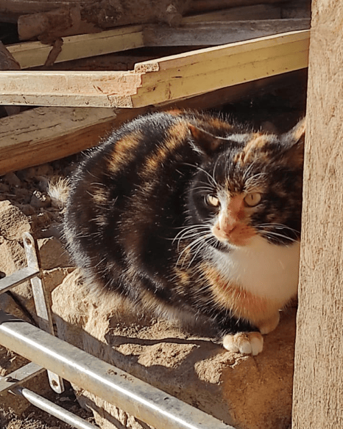 Calypso - Fur-mote Recruitment Manager