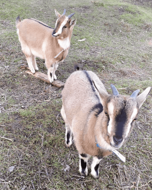 Goats - Grassroot Gurus