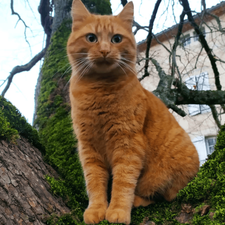 Mr Thomas O'Malley
