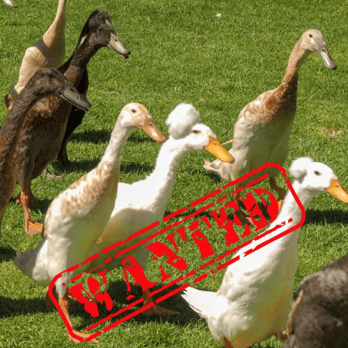Runner Ducks Wanted