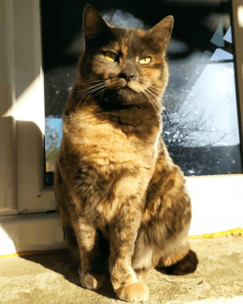 Saturn - Cuddles Fur-cilitator