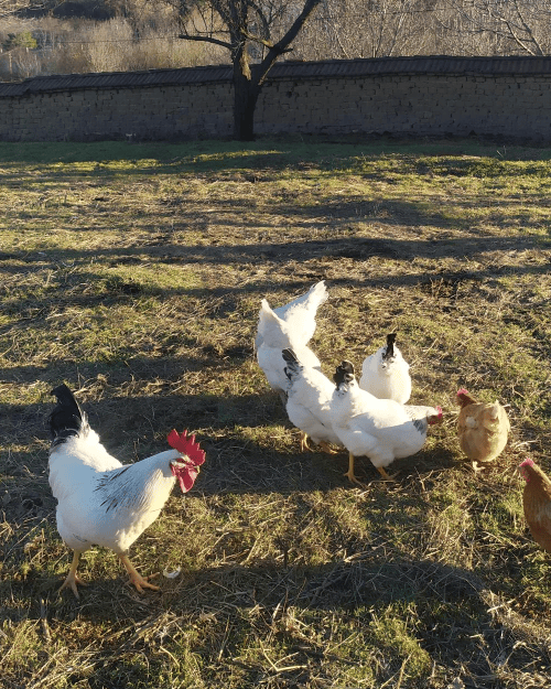 Chickens - Eggs-pert Counselors